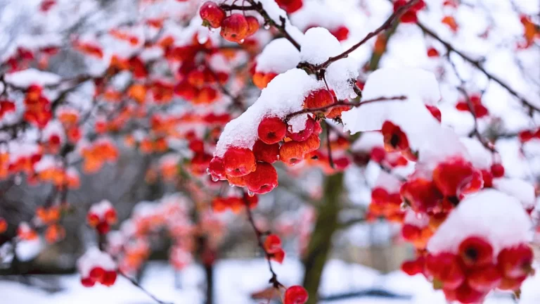 Rose Report Winter 2025